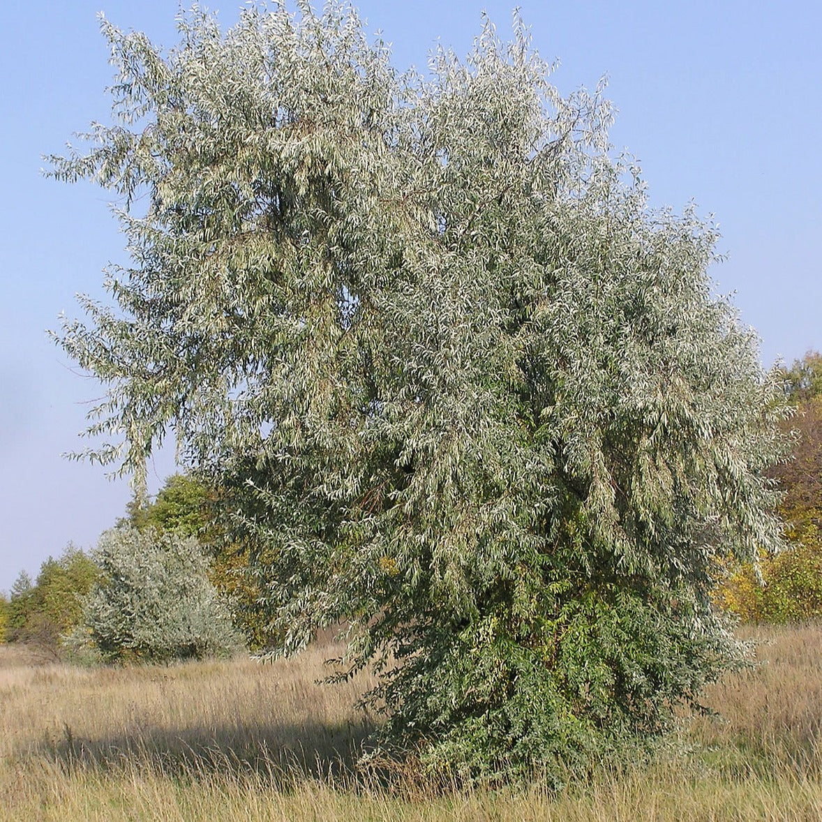 Elaeagnus angustifolia - Olivo di Boemia, olivagno (Alveolo forestale)