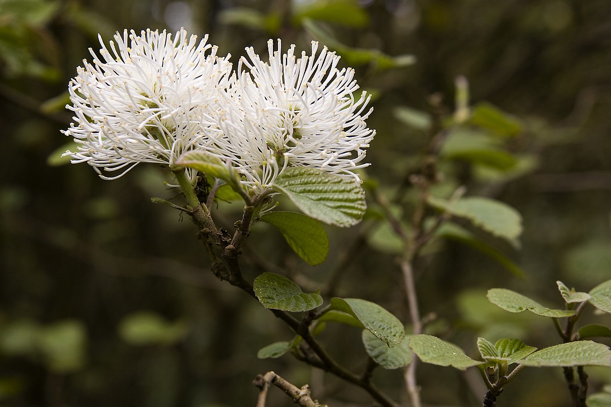 Fothergilla major - fortegilla (Vaso quadro 9x9x20 cm)