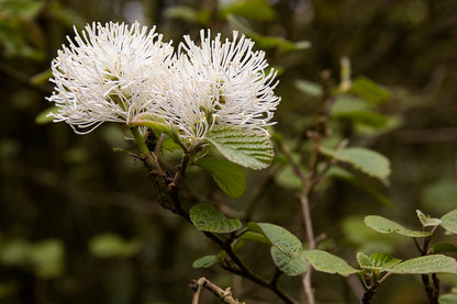 Fothergilla major - fortegilla (Vaso quadro 9x9x20 cm)