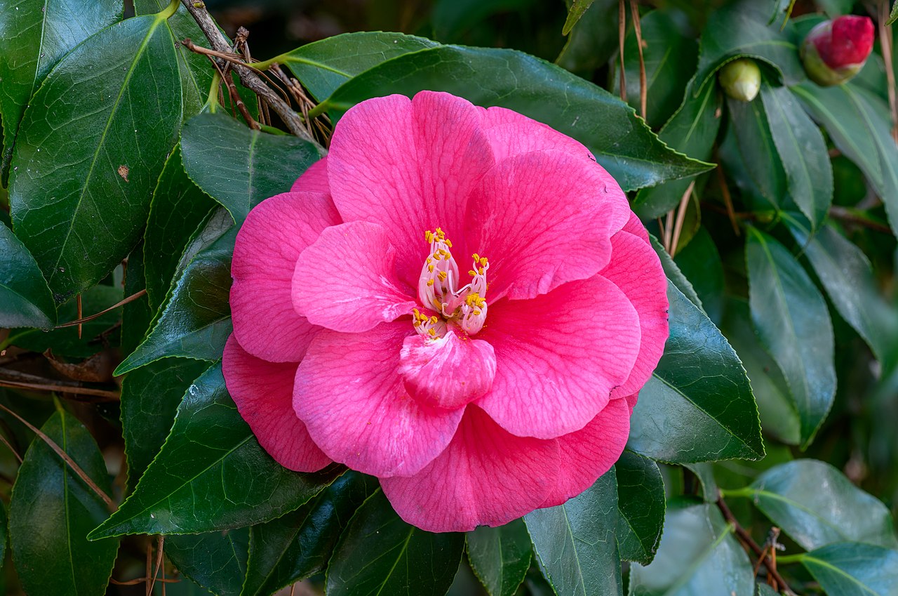 Camellia japonica - camelia (Vaso quadro 9x9x20 cm)