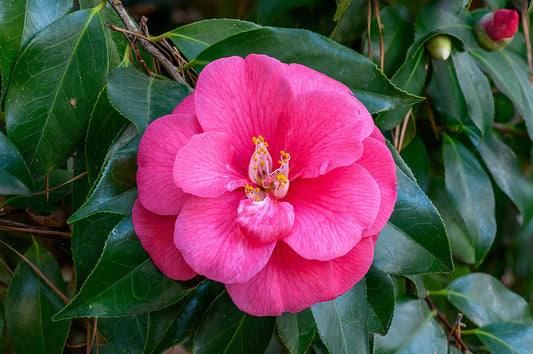 Camellia japonica - camellia (Square vase 9x9x20 cm)