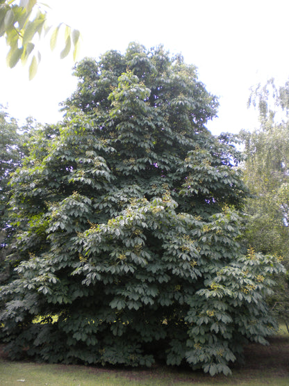 Aesculus hippocastanum - ippocastano (Alveolo forestale)