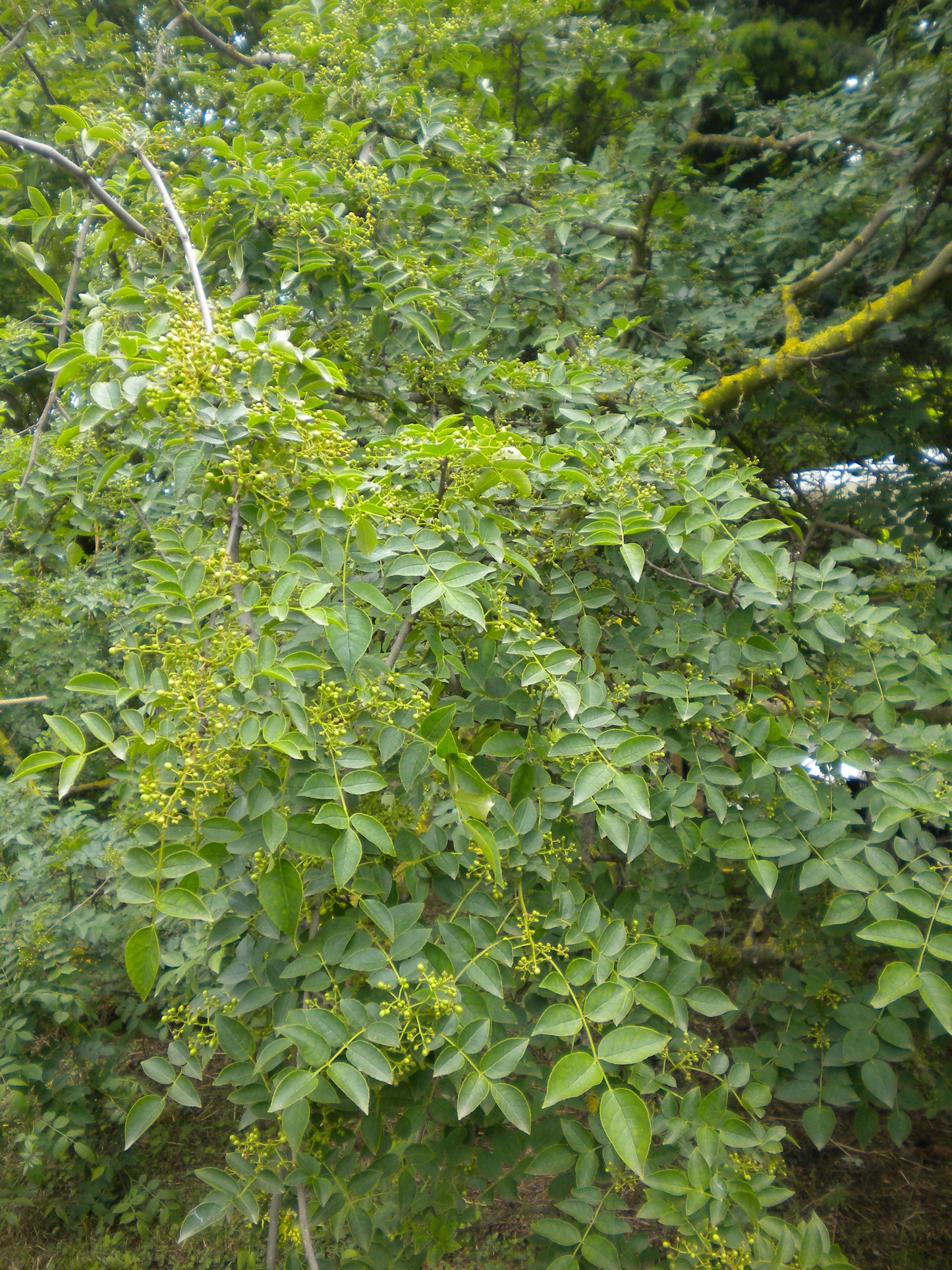 Zanthoxylum simulans - Albero del Pepe Cinese (Alveolo forestale)