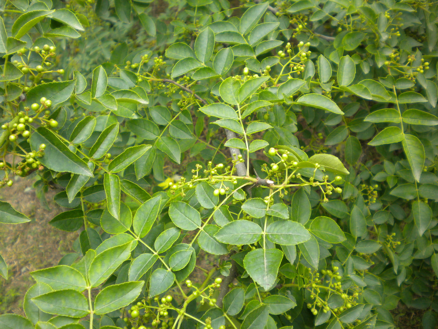 Zanthoxylum simulans - Albero del Pepe Cinese (Alveolo forestale)