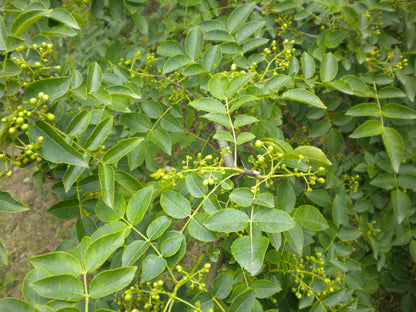 Zanthoxylum simulans - Albero del Pepe Cinese (Alveolo forestale)