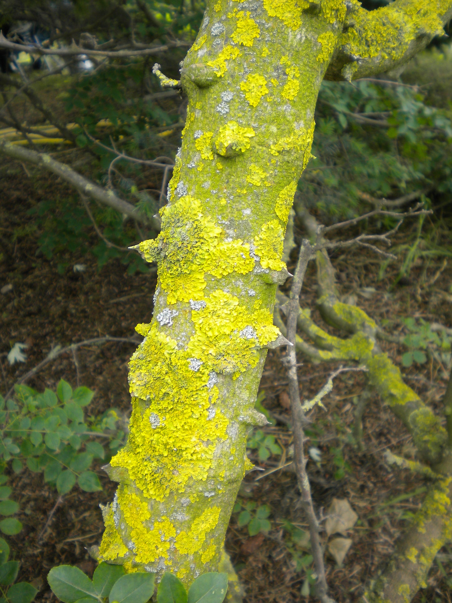 Zanthoxylum simulans - Albero del Pepe Cinese (Alveolo forestale)