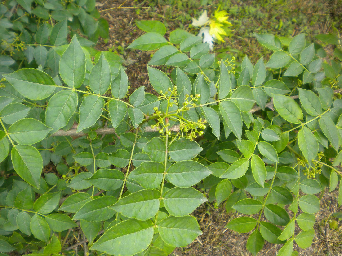 Zanthoxylum simulans - Albero del Pepe Cinese (Alveolo forestale)