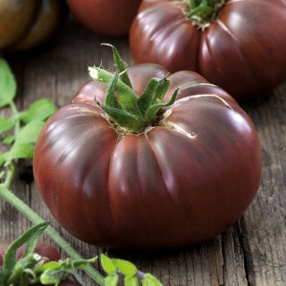 Solanum lycopersicum cv. "nero" - black tomato (1 seed pack)