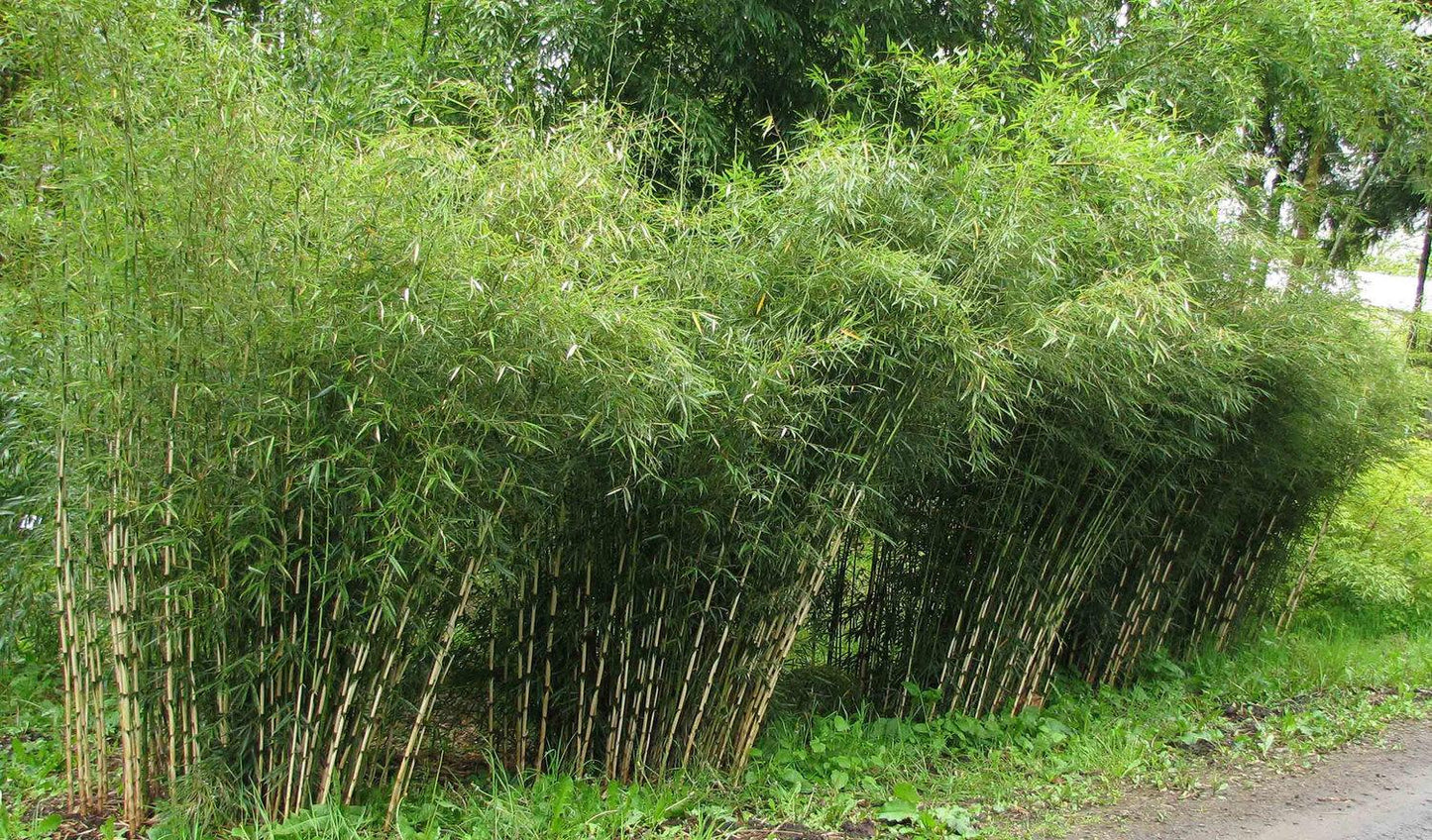 Fargesia murielae 'Rufa' - dwarf bamboo (18 cm pot)