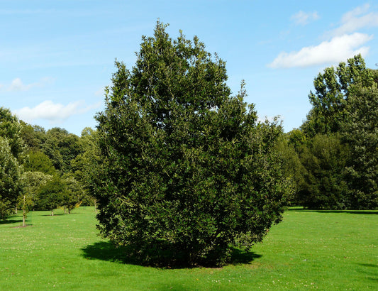 Quercus x turneri - Turner's oak (Forest alveolus)