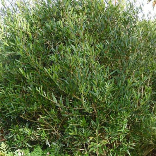 Phillyrea angustifolia - thin phillyrea (forest alveolus)