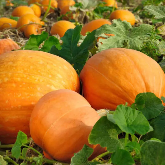 Cucurbita maxima cv. "Atlantic giant" - giant pumpkin (1 pack of seeds)