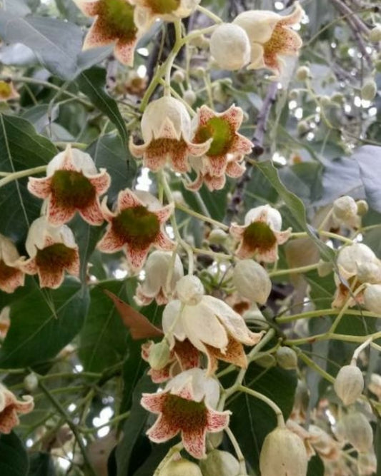 Brachychiton populneus - bottle tree (10 seeds)