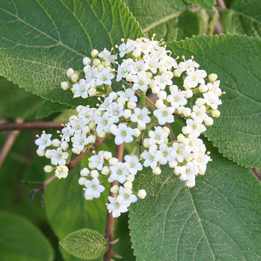 Viburnum lantana - lantana (Vaso quadro 9x9x20 cm)