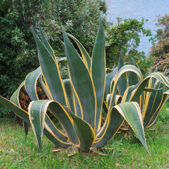 Agave americana marginata - agave variegata (Vaso quadro 9x9x10 cm)