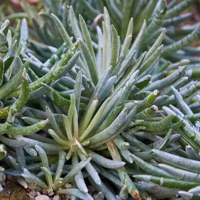 Senecio scaposus - Woolly senecio (Square vase 7x7x10 cm)