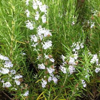 40x Rosmarinus officinalis erectus cv. "alba" - erect rosemary white flower (Offer 40 Forest Alveoli)