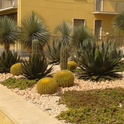 Echinocactus grusonii - cuscino della suocera (Vaso 12 cm)