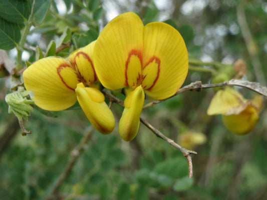 Colutea arborescens - vesicaria (Forest alveolus)