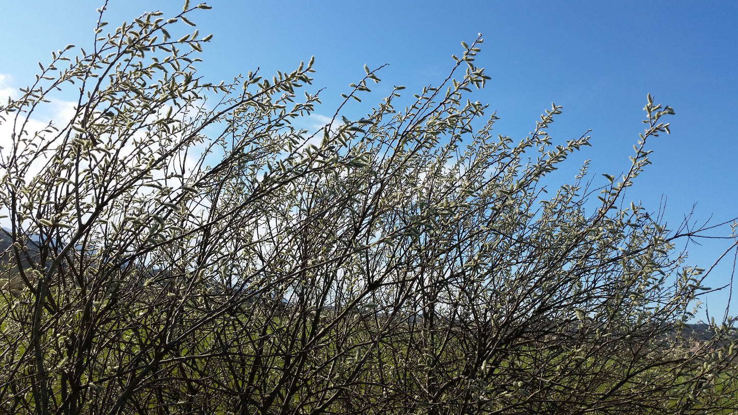 Salix caprea - willowwort (forest honeycomb)