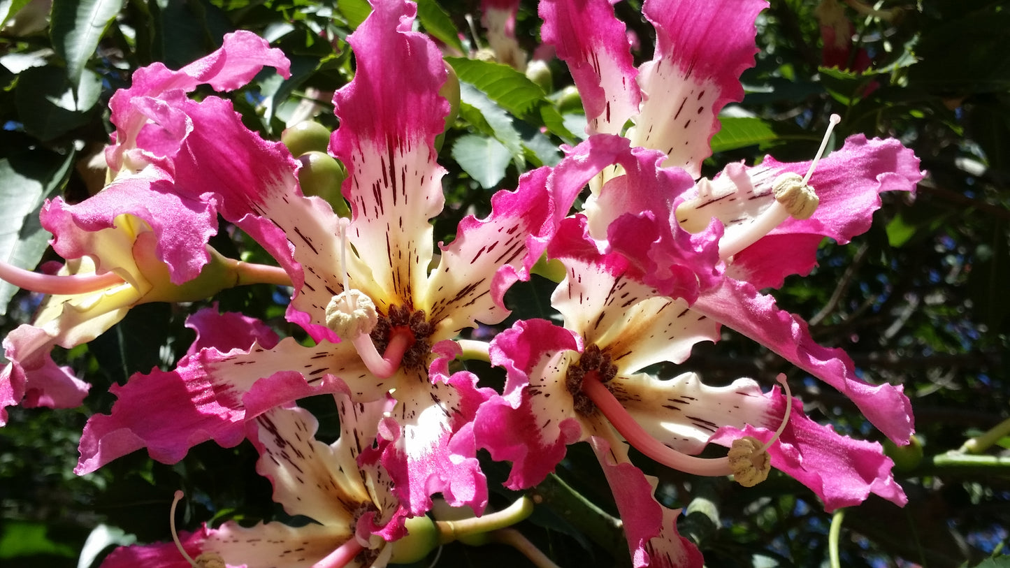 Chorisia speciosa - bottle tree (Square vase 9x9x20 cm)