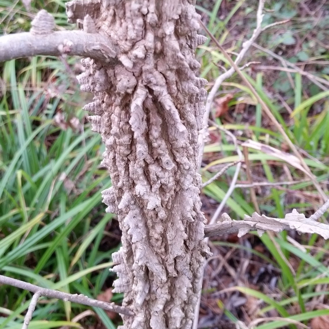 Liquidambar styraciflua VivaiMDB tronco