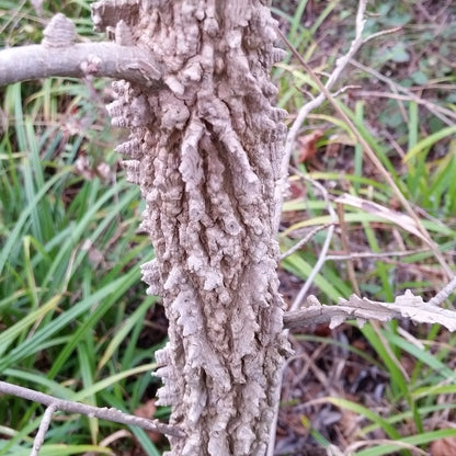 Liquidambar styraciflua VivaiMDB tronco