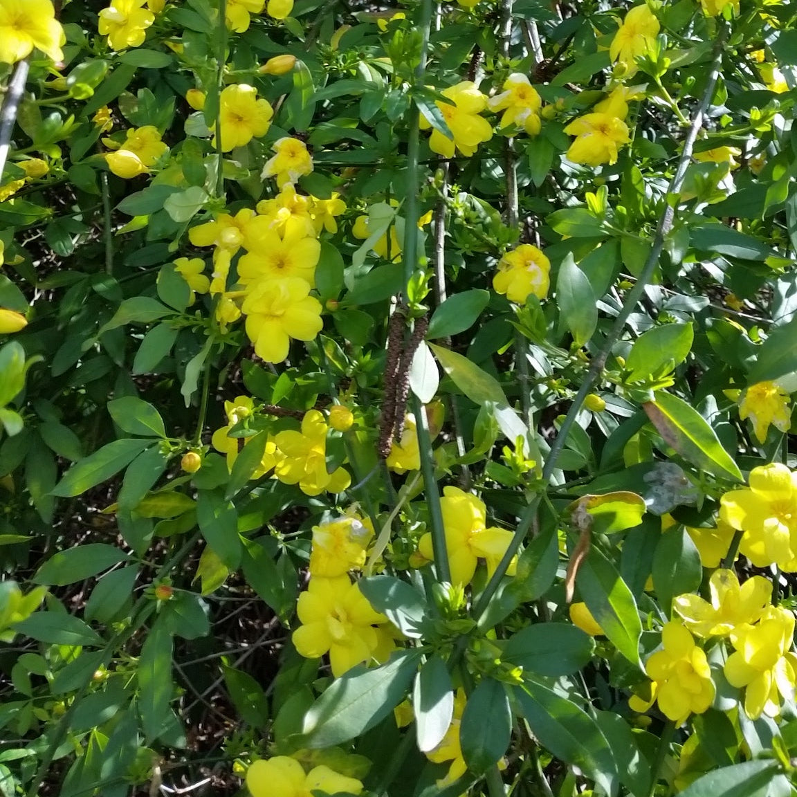 Jasminum nudiflorum - gelsomino di S. Giuseppe (Alveolo forestale)