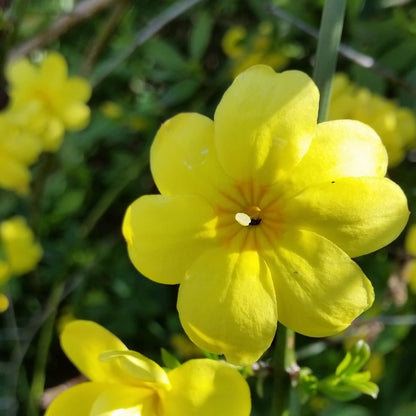 Jasminum nudiflorum - gelsomino di S. Giuseppe (Alveolo forestale)