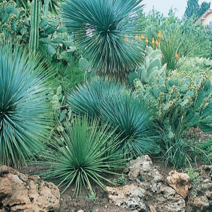 Dasylirion glaucophyllum Zaragoza - blue dasilirio (Pot 18 cm)