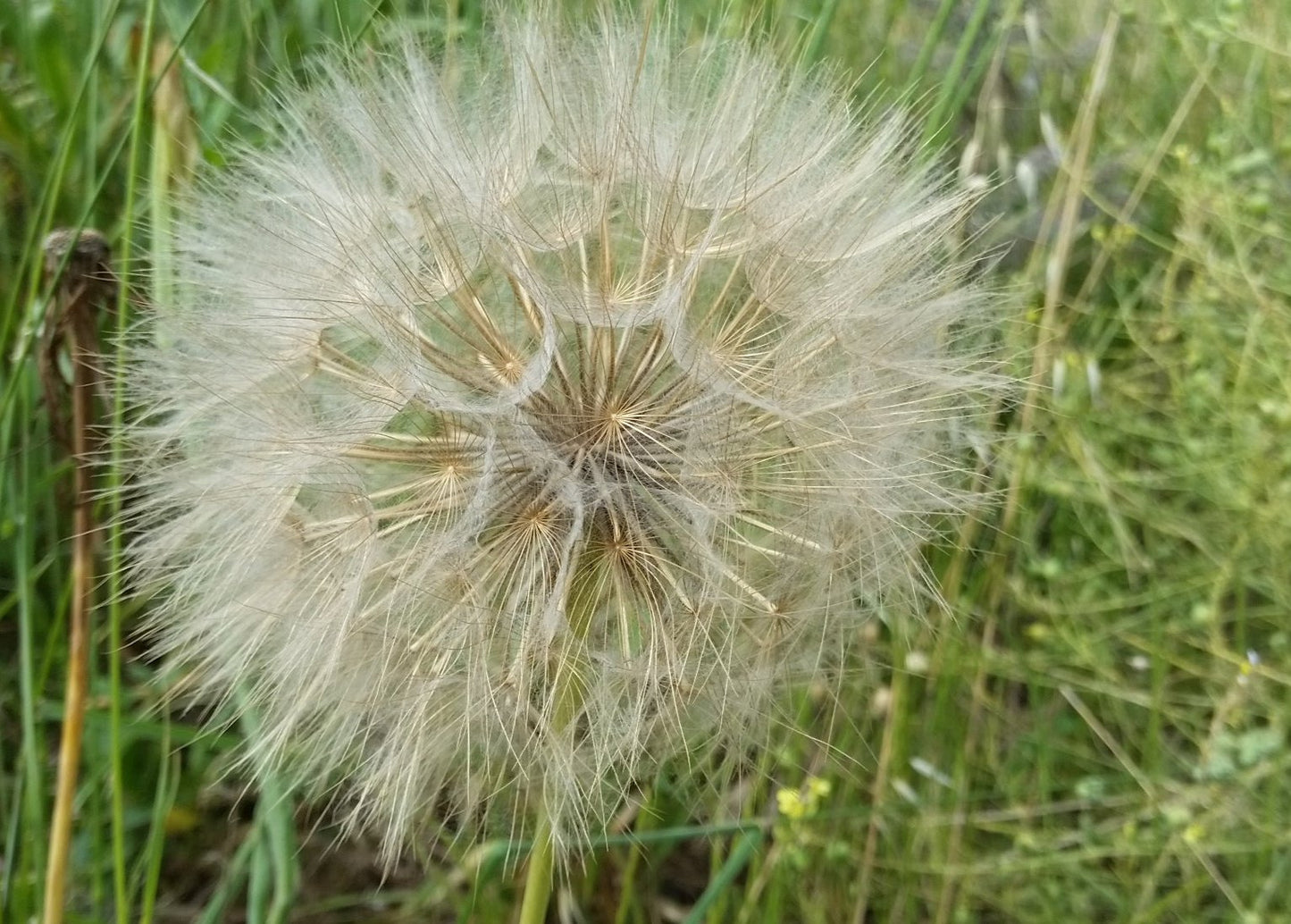 Tragopogon porrifolius - soffione gigante (15 semi)