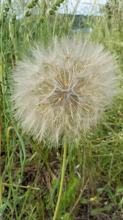 Tragopogon porrifolius - soffione gigante (15 semi)