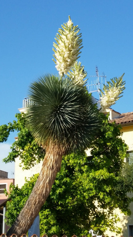 Yucca Rostrata - Blue Yucca (Square Vase 7X7X10 Cm)