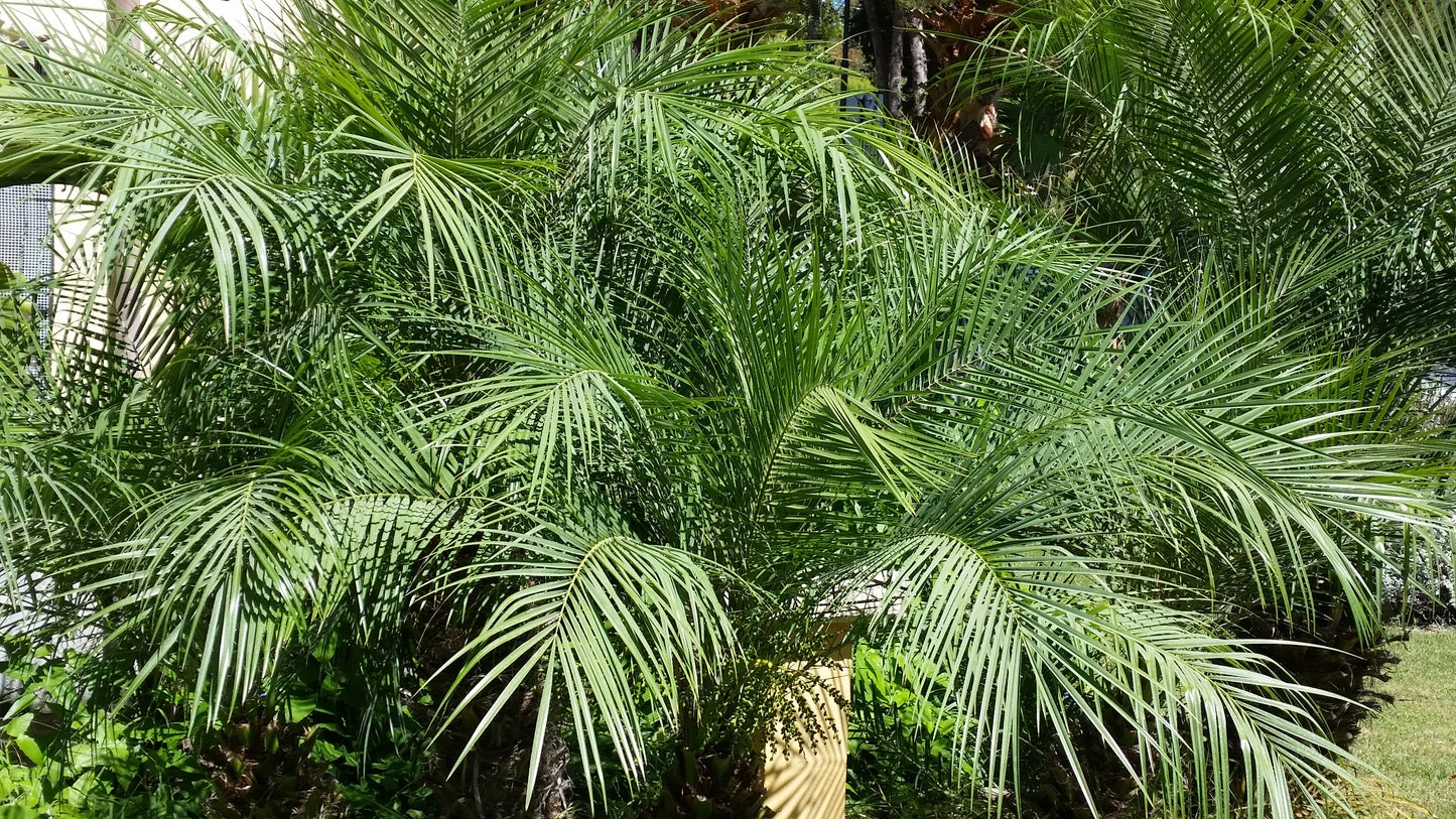 Phoenix dactylifera Tunisia cv "Deglet Noor" - date palm (forest bush)