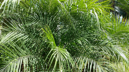 Phoenix dactylifera Tunisia cv "Deglet Noor" - date palm (forest bush)