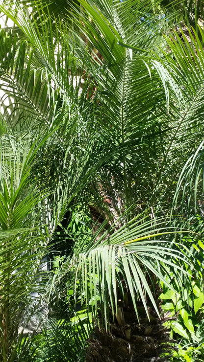 Phoenix dactylifera Tunisia cv "Deglet Noor" - date palm (forest bush)