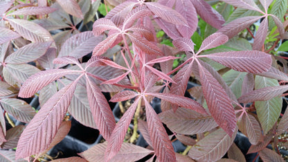 Aesculus pavia - red horse chestnut (Square vase 9x9x20 cm)