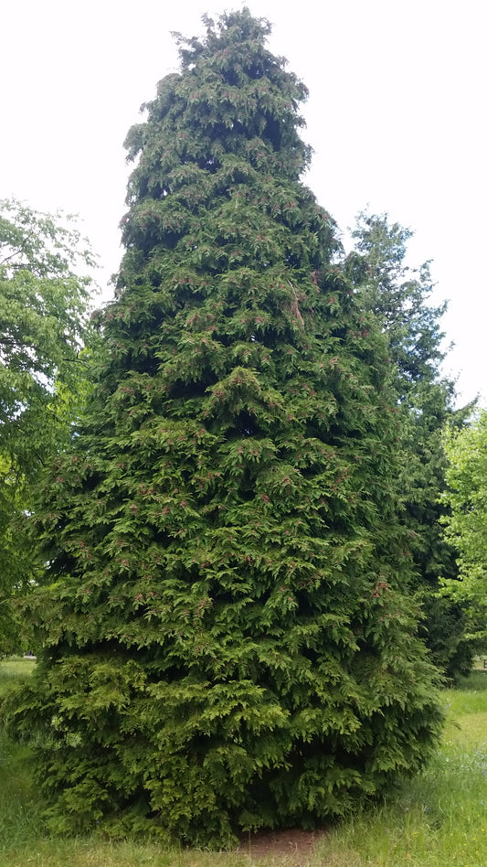 Cupressus sempervirens var. stricta - male cypress, Tuscan cypress (forest alveolus)