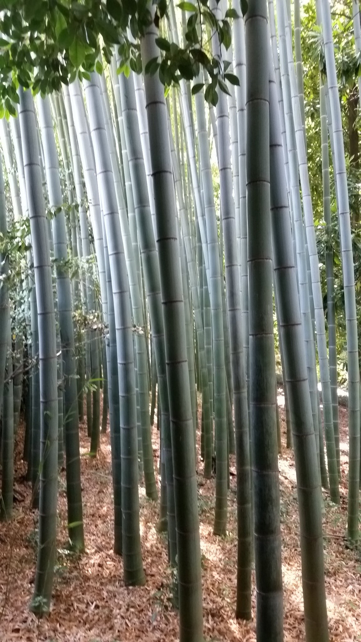 Phyllostachys edulis (sin. pubescens) - moso bamboo gigante (Vaso 18 cm)