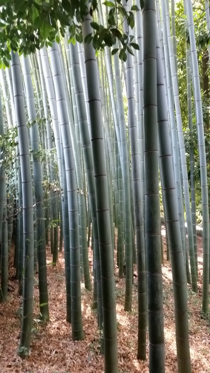 Phyllostachys edulis (sin. pubescens) - moso bamboo gigante (Vaso 18 cm)