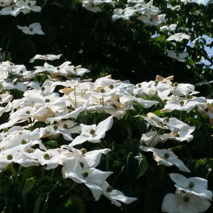 Cornus kousa - corniolo del Giappone (fiore bianco) (Vaso quadro 9x9x20 cm)