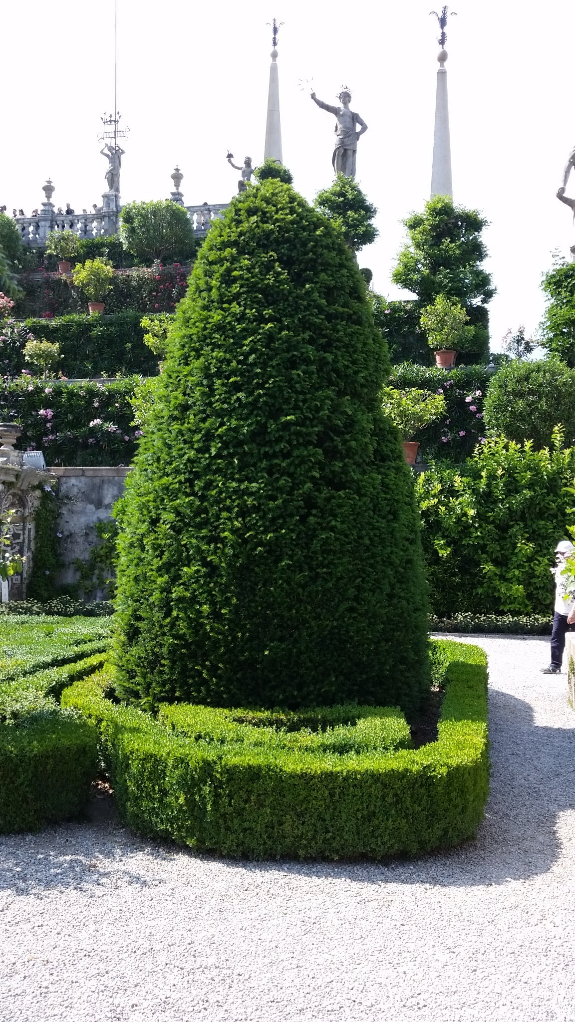 Taxus Baccata (Alveolo Forestale)