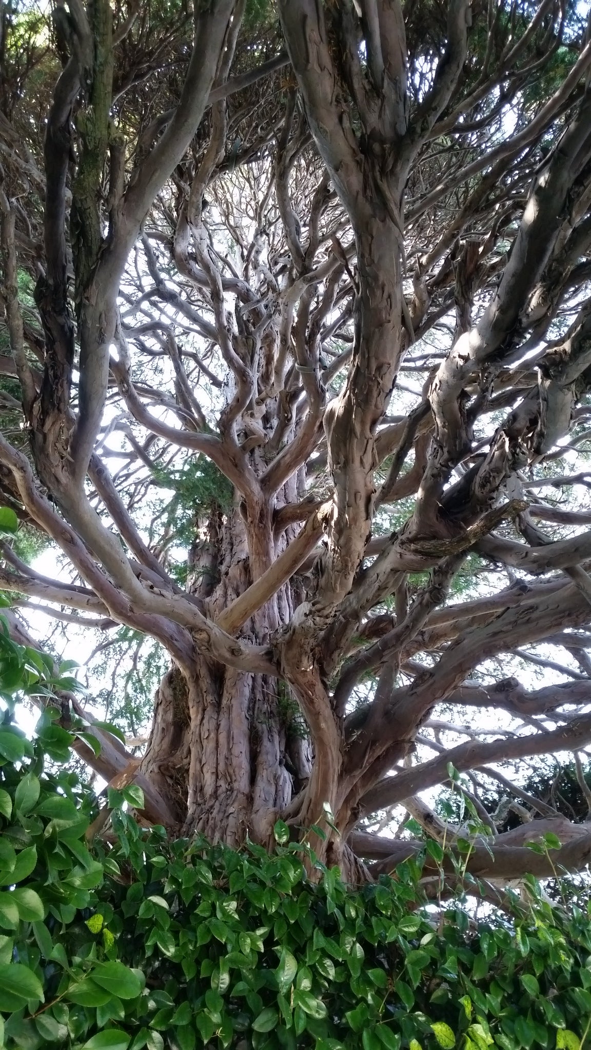 Taxus Baccata (Alveolo Forestale)