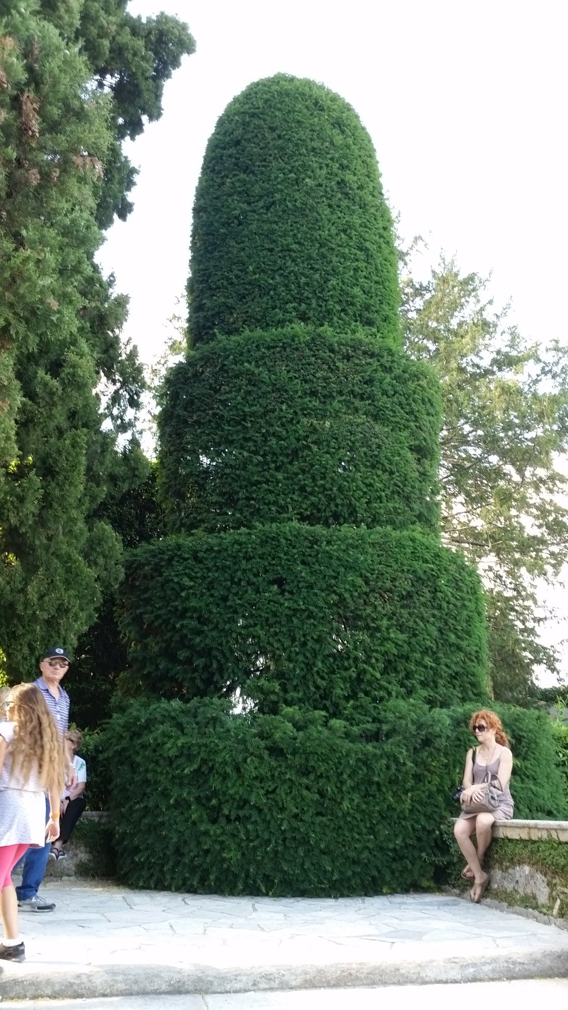 Taxus Baccata (Alveolo Forestale)