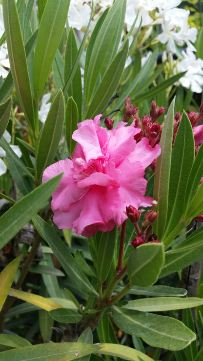 Nerium oleander "rosa doppio" - oleandro (Vaso quadro 12x12x20 cm)