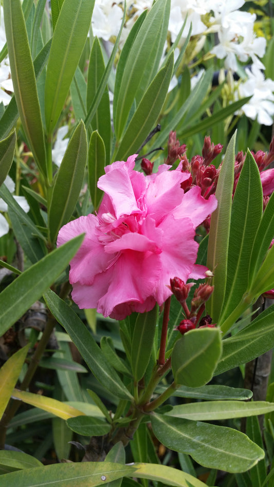 Nerium oleander "rosa doppio" - oleandro (Vaso quadro 12x12x20 cm)