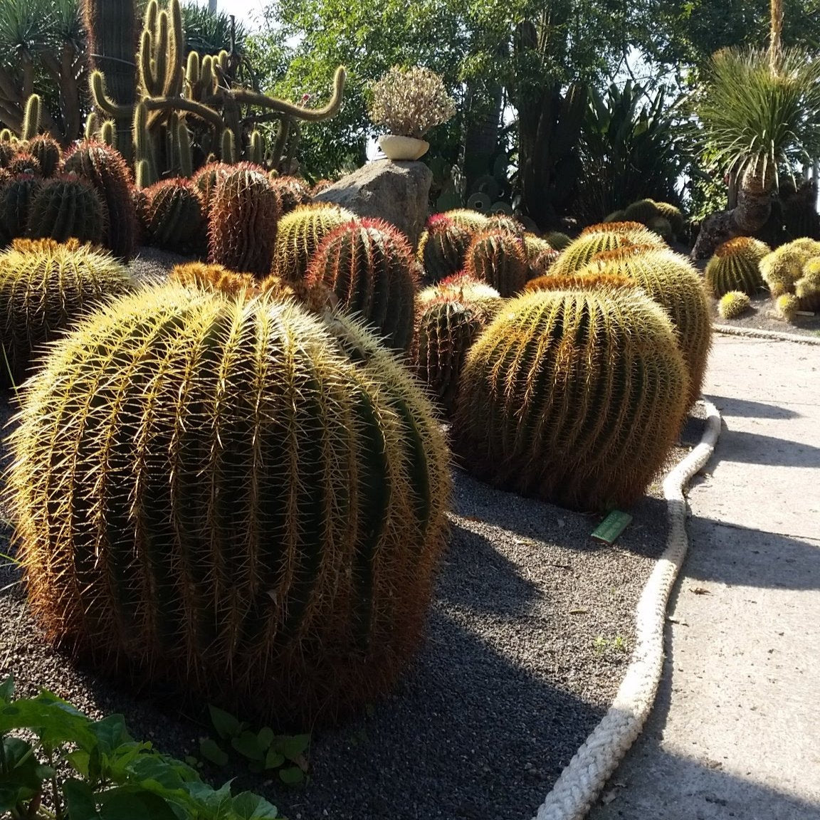 Echinocactus grusonii - cuscino della suocera (Vaso 12 cm)