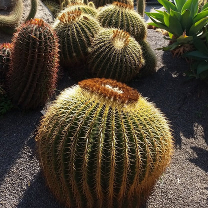 Echinocactus grusonii - mother-in-law's cushion (12 cm pot)