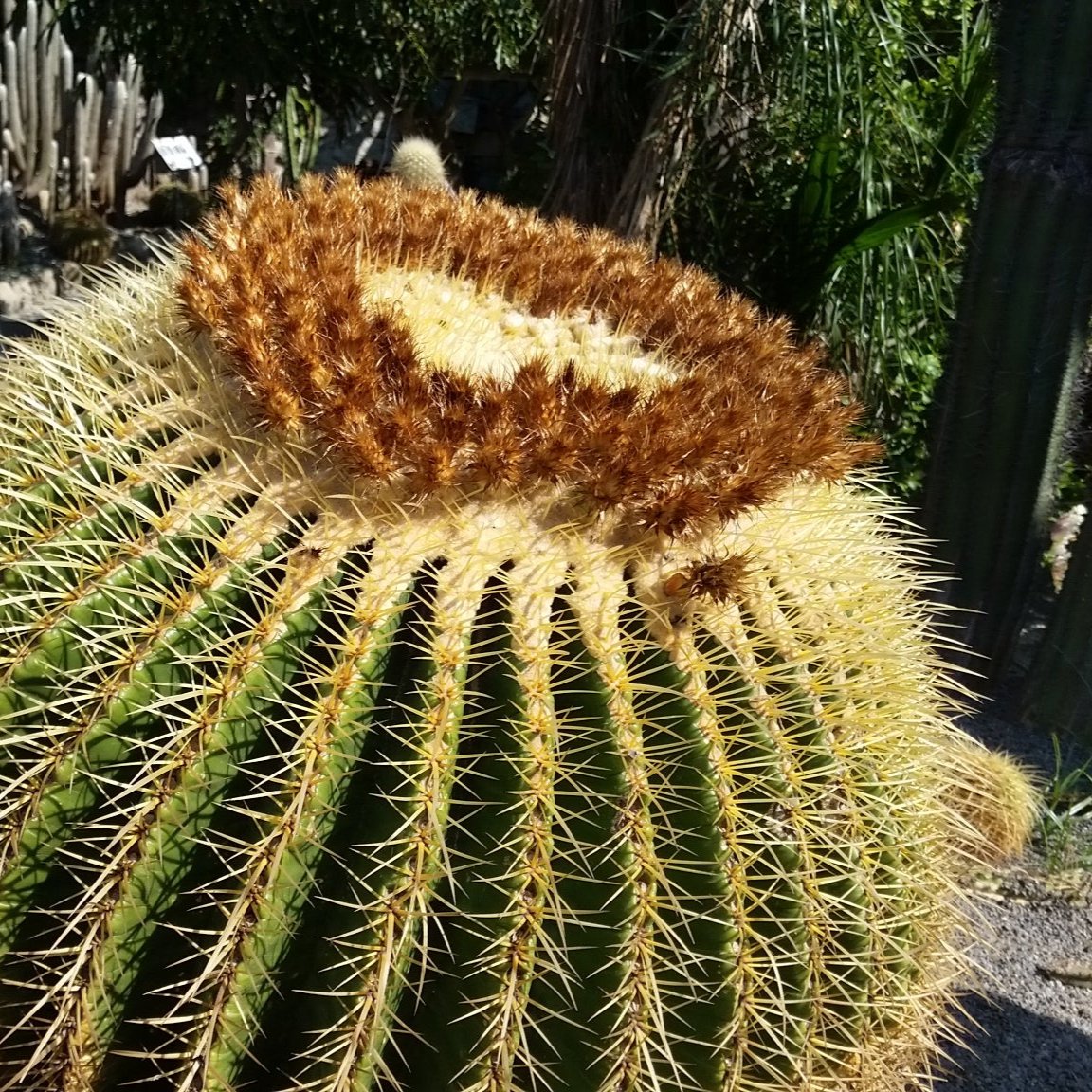 Echinocactus grusonii - mother-in-law's cushion (12 cm pot)