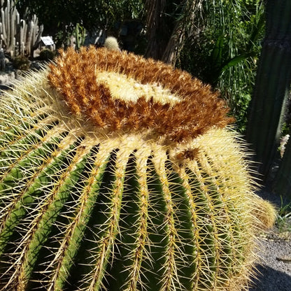 Echinocactus grusonii - cuscino della suocera (Vaso 12 cm)